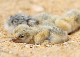 South Coast shorebird hatching boom