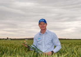 Reap what you sow – Seed provides critical ingredient for Australian dairy