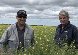 Victorian grower one of the first in Australia to grow TruFlex-triazine canola