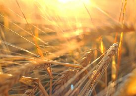 New barley variety set to conquer WA grainbelt