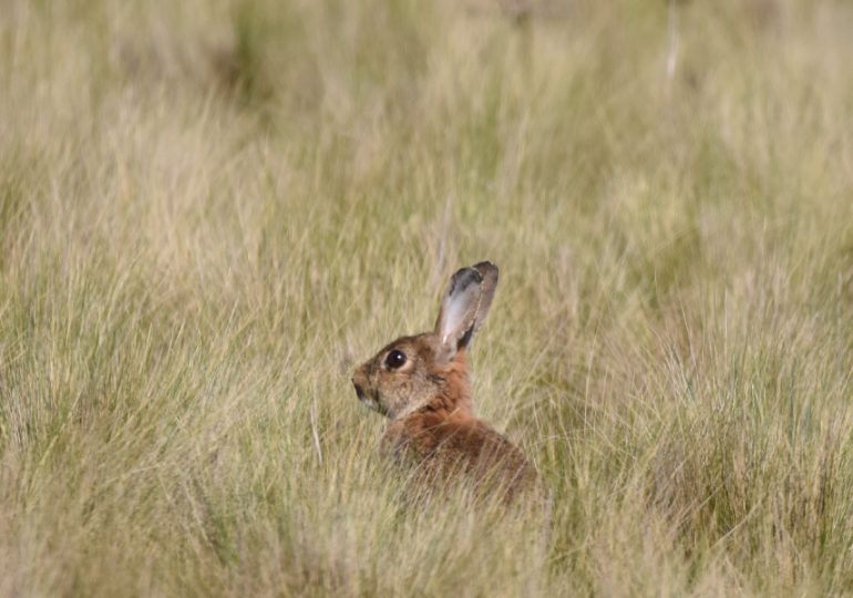 Engaging Victoria’s youth to manage invasive species