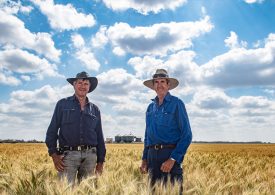 Reliant wheat pulls through tough season at Brigalow