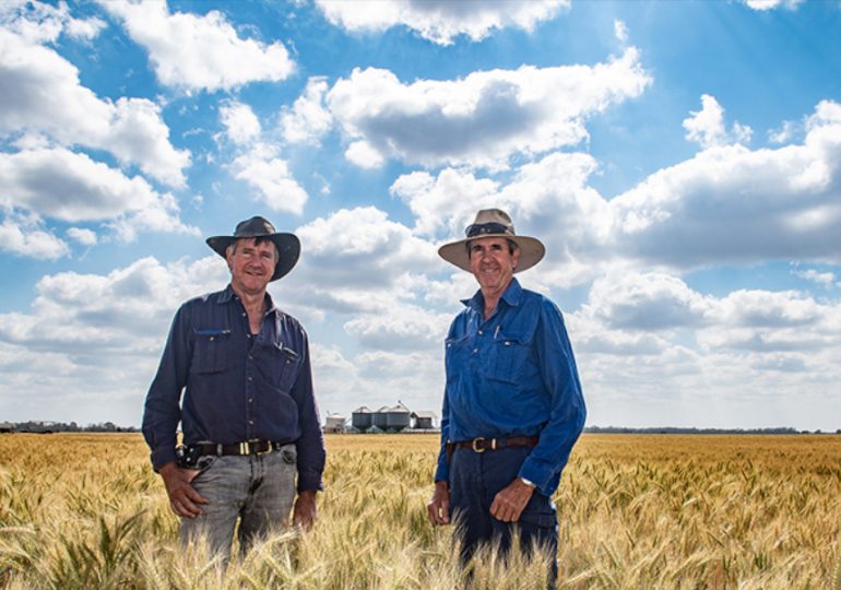 Reliant wheat pulls through tough season at Brigalow