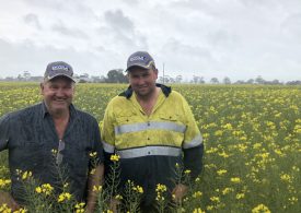 Bordertown grower’s Hyola 580CT canola saving money on weed control