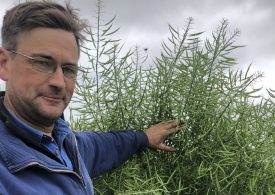 Farmer makes $3600/ha with graze and grain canola