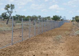 WIRES and Landcare Australia join forces in $1 million post-bushfire wildlife habitat regeneration