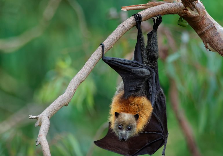 Discovery of new virus in bats linked to AIDS-like disease decimating koalas