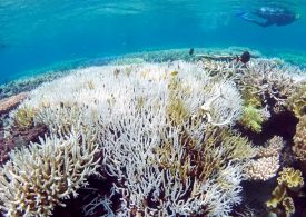 Scientists successfully develop ‘heat resistant’ coral to fight bleaching