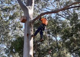 Nana Glen feeding project for bushfire impacted animals lands boost from Landcare Australia Recovery Grants