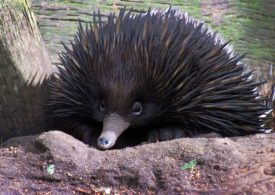 NSW Takes Centre Stage in Tourism Australia's 'Live from Aus' Virtual Weekend