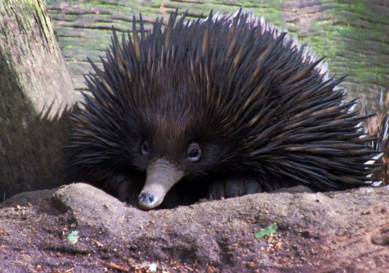 NSW Takes Centre Stage in Tourism Australia's 'Live from Aus' Virtual Weekend