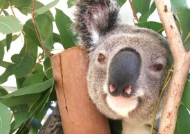 Gold Coast koala feeding farm lands wins funding from Landcare Australia's $300,000 Bushfire Grants