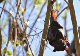 Council disbands Flying Fox Advisory Committee