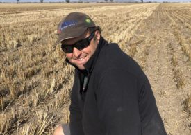 Graze and grain canola: the crop that keeps on giving