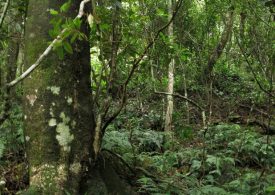 Efforts to protect remaining Lakes Entrance rainforest receive much needed financial boost from Landcare Australia Bushfire fund