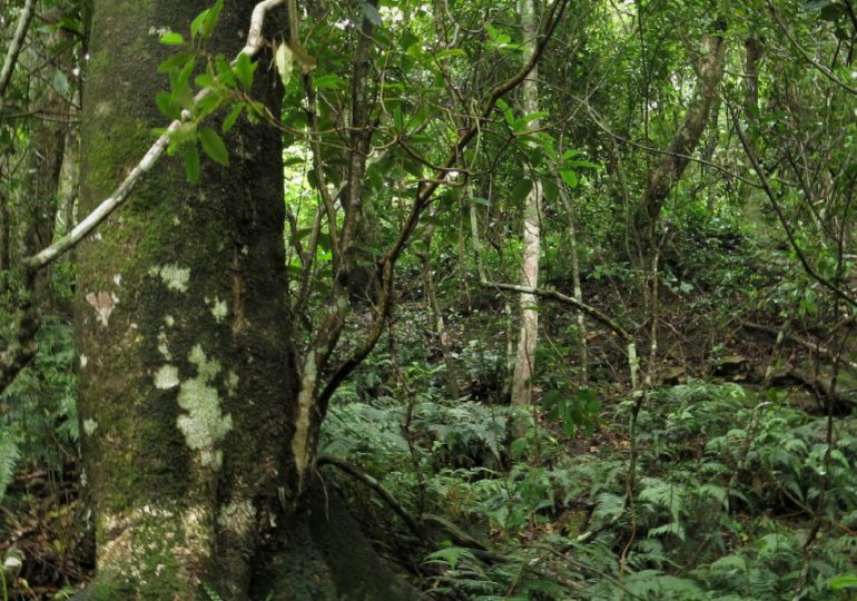 Efforts to protect remaining Lakes Entrance rainforest receive much needed financial boost from Landcare Australia Bushfire fund