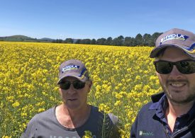 Tourello farmer grows monster canola crop