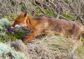 NSW hunters provided licence relief & access back into State Forests