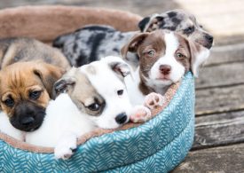 Don't get scammed looking for a lockdown puppy