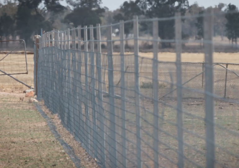 Cropping benefits from Waratah exclusion fencing