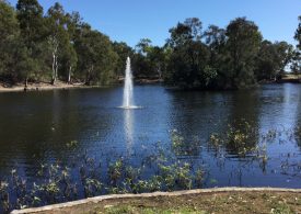 Water lettuce now under control at Reg Tanna Park duck pond
