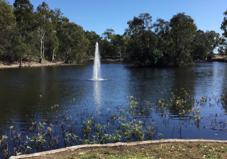 Water lettuce now under control at Reg Tanna Park duck pond