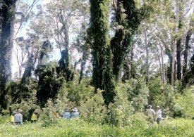 Significant progress towards a weeds RDE portfolio