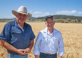 North Coast growers adopt quick wheat specialist Mustang