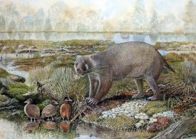 New extinct family of giant wombat relatives discovered in Australian desert