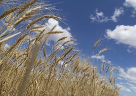 Simple way to have your say on grains research