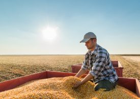 Australian grains industry critical for regional jobs