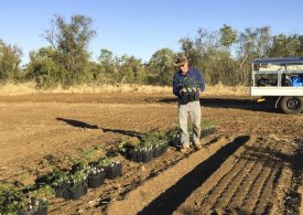 First sterile leucaena trial seedlings planted in the north