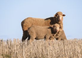 Flock value grows from weaning well