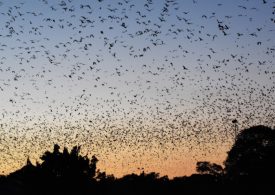 Flying-fox relocation to alternative roost site at Young’s Block