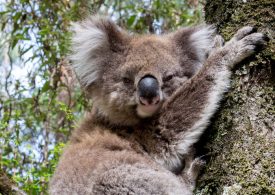 $1.185million to 64 groups across the country in post-bushfire wildlife habitat regeneration