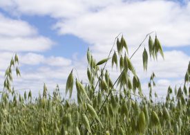 Consider N strategies in early-sown oats