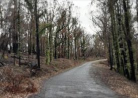 Roadside burnt vegetation clearing program makes valuable progress