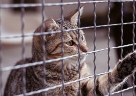 Views sought on safely reuniting lost pets with owners
