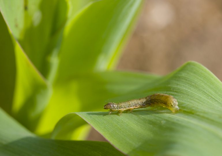 Preparing Australia to manage fall armyworm