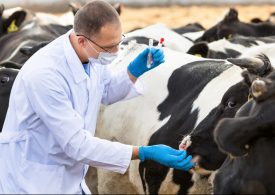 DPI works with farmers to keep NSW cattle tick-free