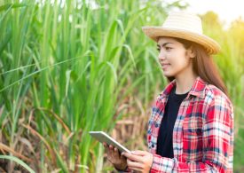 Capability development to encourage the next generation of sugarcane scientists