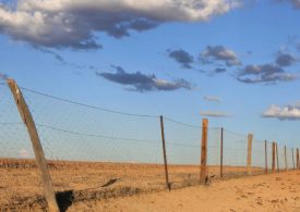 $1M extra boost for WA wild dog fence project