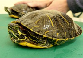 Using forensic chemistry to combat illegal wildlife trade