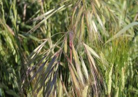Check now for late brome germinations