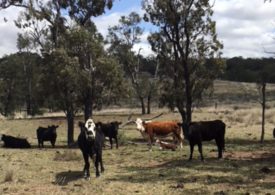 Helping secure the future of traveling stock reserves through long-term permits