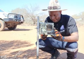 Monitoring wild dog and wildlife interactions in WA cluster fencing cells