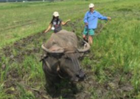 Science for Food Security:  Making a Global, Professional and Personal Difference