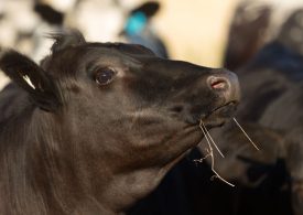 BeefLinks partnership to boost red meat industry