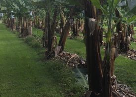 NSW DPI developing the banana industry