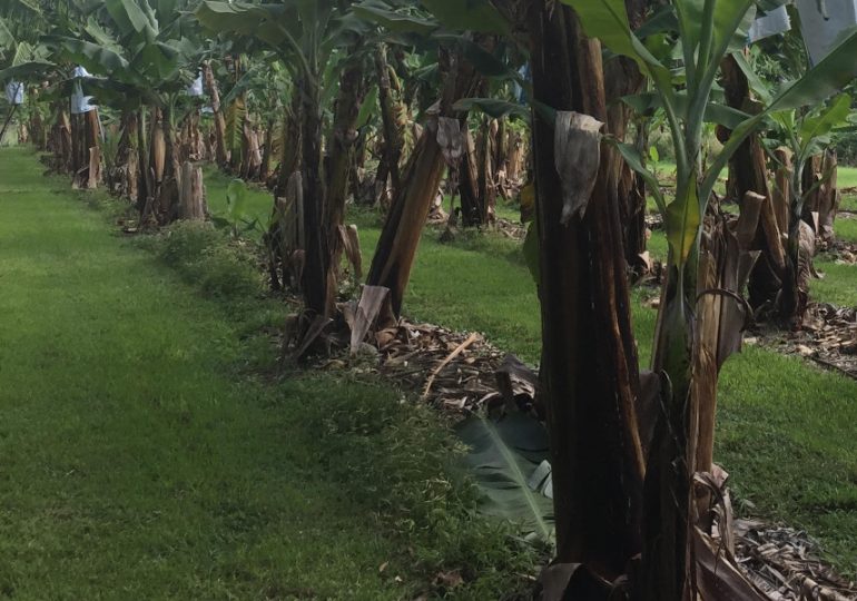 NSW DPI developing the banana industry Get Regional